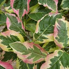 In fact, its flowers show up in. Buy Cherokee Daybreak North American Flowering Dogwood Tree Online Free Uk Delivery Free 3 Year Tree Warranty