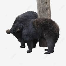 Photography Chart America Black Bear Animal Carnivore Photography American Black Bear Black Bear Png Transparent Image And Clipart For Free Download