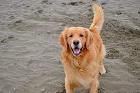 Golden retriever puppies for sale. Beach Dog Beach Dog Golden Retriever Gordon Setter Golden Retriever Puppy Golden Retriever Dog Dog Pup Dog Beach Dogs Golden Retriever Golden Retriever