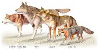Size Comparison Husky Wolf Coyote Grey Fox Animals Pet Fox Coyote Animal