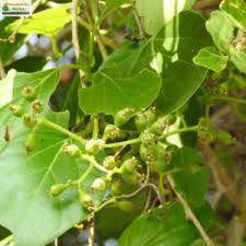 Image result for Cordia dichotoma