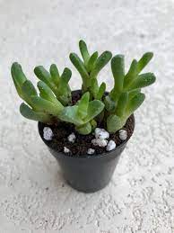 Stomatium Plant Mesemb Plant Mimicry Plant Succulent Etsy Rare Succulents Succulents Mimicry Plant