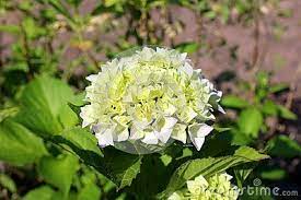 Pin On Flowers Stock Photography