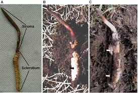 Generally keeda jadi is called caterpillar fungus botanical name : Cordyceps The Himalayan Viagra Kindles Fortunes And Begets Plunder Onlinekhabar English News
