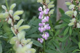 Bla Lupin Flerarig Blomster