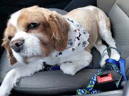 We use natural products to groom your dog or cat. Pampered Paws Pet Grooming Salon Gift Card Farmingdale Ny Giftly