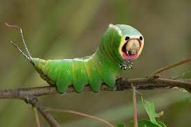 Ummi pun terus 'snap' gambar ulat beluncas hijau itu. 30 Ulat Bulu Ideas Beautiful Bugs Bugs And Insects Caterpillar
