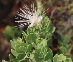 Image result for Capparis fascicularis