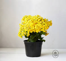 Image result for Kalanchoe