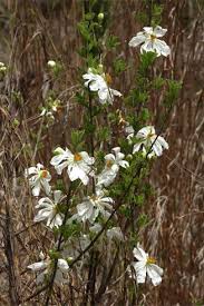 Image result for Xylotheca tettensis