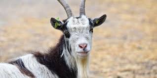 Part barber shop, part grooming lounge. 8 Common Goat Predators And What You Can Do About Them Predator Guard Predator Deterrents And Repellents