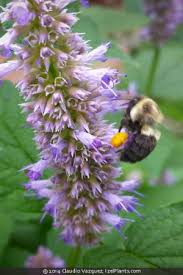 Check out all bestselling seeds & garden tools paintings for affordable prices. Native Perennials For Sale Online Izelplants Com