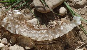 The tan is about the color of aged leaves. How To Identify A Shed Snakeskin Hobby Farms