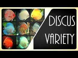 The Best Discus Fish Varieties Types Of Discus Fish For Your Freshwater Aquarium