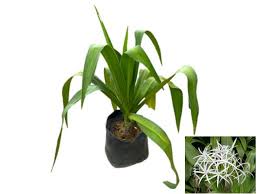 Image result for Crinum asiaticum