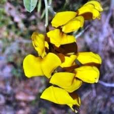 Image result for Lebeckia linearifolia