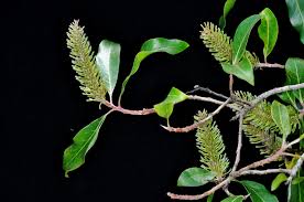 Image result for Faurea