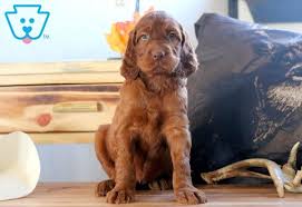 Llewellin setter breeder, specializing in 100% pure bloodlines. Irish Setter Breeders In Newfoundland Setters Irishsetter Englishsetter Englishsetters Http Kevincooleyphotog Irish Setter Newfoundland English Setter