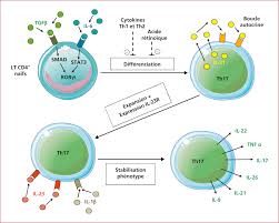 John Libbey Eurotext Hepato Gastro Oncologie Digestive Immune Responses In Inflammatory Bowel Disease Contribution Of Il 23 Th17 Axis