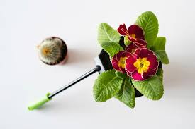 Image result for Murdannia semiteres