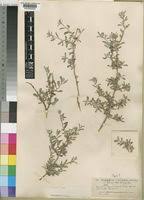 Image result for Indigofera bainesii