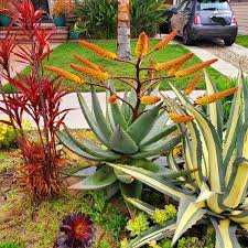 Image result for Aloe nuttii