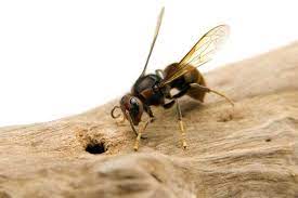 Pest control warner robins byron pest control exterminator hemet ca fort valley ga pest control services eden s guard pest control forney pest control exterminator hemet ca eco guard on guard pest control man solutions. Wasp Extermination Warner Robins Ga Wasp Extermination Services Warner Robins Ga 30234 Bells Pest Control Llc