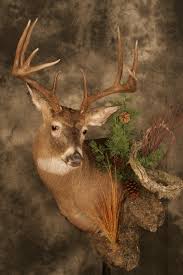 See full list on mckenziesp.com Cat Tracks Wildlife Design Trophy Taxidermy Broadus Mt