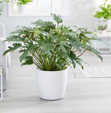 We're incredibly lucky to have a wide range of beautiful new zealand native plants in this stunning country of ours. Philodendron Xanadu Lifestyle Botanics