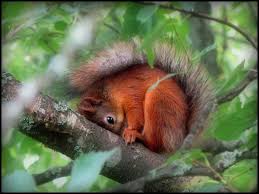 Maybe If I Do Like This They Won T See Me Cute Squirrel Animals Beautiful Squirrel