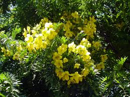 Image result for Cassia burttii