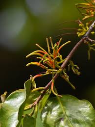 Image result for Loranthaceae