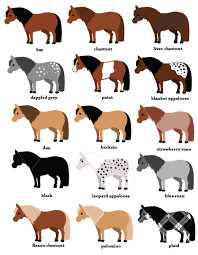 Pony Color Chart Cheer Horse Color Chart Horse Markings Horse Coloring