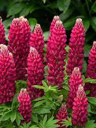 Pin On New Plants For 2019