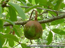 Image result for Xylocarpus