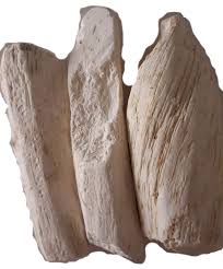 Image result for Synaptolepis