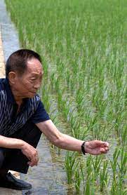 15, 2017 photo, yuan longping, center, stands in a field of hybrid rice in handan in northern china's hebei province. Hybrid Rice Pioneer Yuan Longping Backs Genetically Modified Foods South China Morning Post