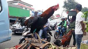 Ayam kampung memiliki peminat yang tidak harga ayam kampung memang lebih mahal dibanding ayam negeri, tetapi, peminatnya tidak. Jelang Lebaran Harga Ayam Kampung Di Pasar Palmerah Mencapai Rp 250 Ribu Per Ekor Tribun Jakarta