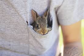 28 Teeniest Tiniest Bunnies Being Adorably Teeny Tiny Cute Baby Animals Cute Animals Cute Creatures