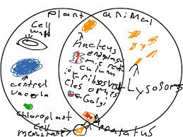 Venn diagram about animal cell and plant cell. Venn Diagram Science Biology Cells Cells Plant And Animal Showme