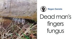 Xylaria polymorpha, commonly known as dead man's fingers,. The Dead Man S Fingers Fungus Looks As Creepy As It Sounds And Here Are 6 Pics To Prove It Bored Panda