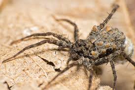 Mommy Spider Carrying Babies On Her Back Spider Carry On Mommies