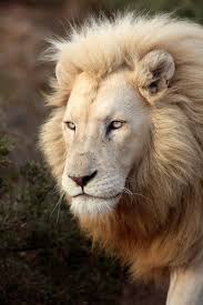 White Lion Animals Lions Majestic Animals