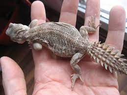 Lagarto De Cola Espinosa O Uromastyx Animales Exoticos Lagarto Animales Fantasticos