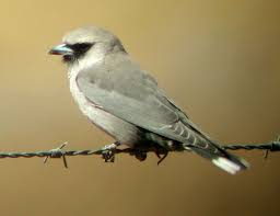 Australian Bird With Black Head And White Body Black Faced Woodswallow Artamus Cinereus Nature Birds Pet Birds Australian Birds