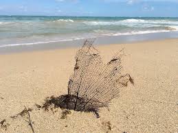 Enjoy breakfast or lunch in our newly renovated bar and kitchen. Oc A Dried Up Leaf On Ocean Park Beach San Juan Puerto Rico 2016 1512 Seaporn