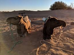Tworkov, jack, and roger duvoisin. Walking With A Nomad On A Beach In North Africa Walking With Nomads