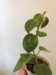 Katrun, someplace on this forum, carol (aka) alohahoya has pics posted of her h. So I Have A Few Questions About Hoya Lauterbachii I Ll Put Them In The Comments Hoyas