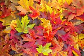 Black maple, acer nigrum fall color (sapindales: Why Do Leaves Change Colors In The Fall Britannica