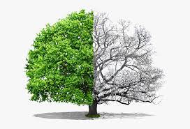 Check spelling or type a new query. Drawing Half Dead Half Alive Tree Hd Png Download Kindpng